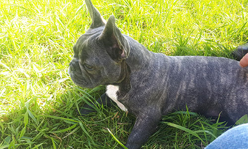 French Bulldog at Canine Capers Of Chester